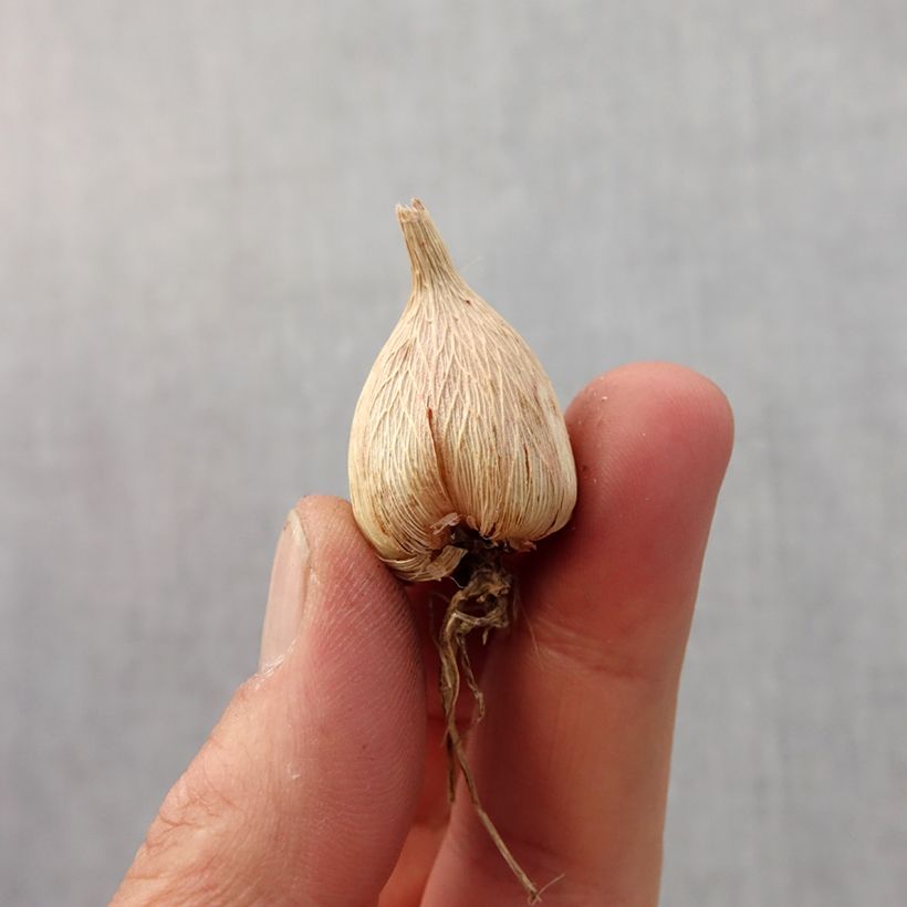 Exemplar von Freesia Simple White Zwiebel size 5+ wie im Frühjahr geliefert