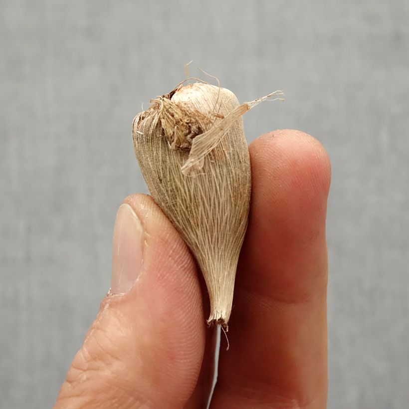 Example of Freesia Simple Blue Zwiebel Kaliber/Größe 5+ as you get in printemps