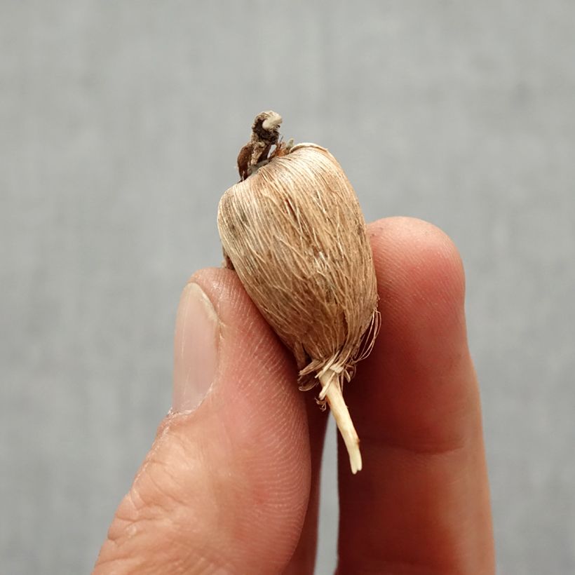 Example of Freesia Simple Mix Zwiebel Kaliber/Größe 6+ as you get in printemps