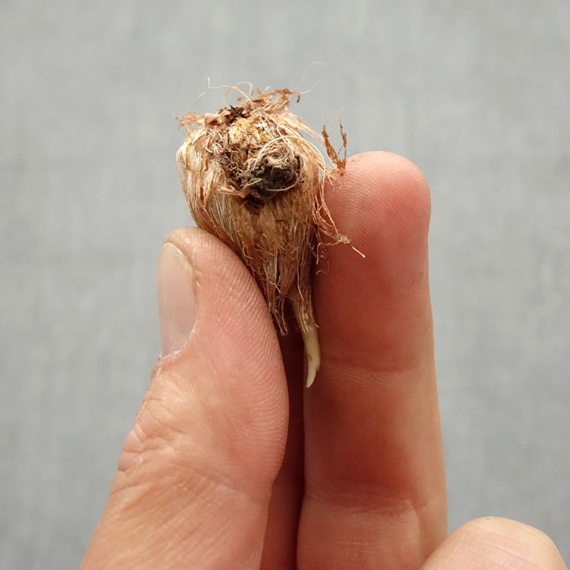 Exemplar von Freesia Simple Yellow Zwiebel Kaliber/Größe 6+ wie im Frühjahr geliefert