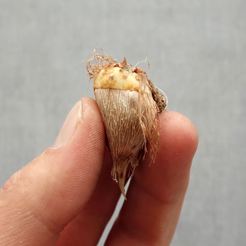 Exemplar von Freesia Simple Red Zwiebel Kaliber/Größe 5+ wie im Frühjahr geliefert