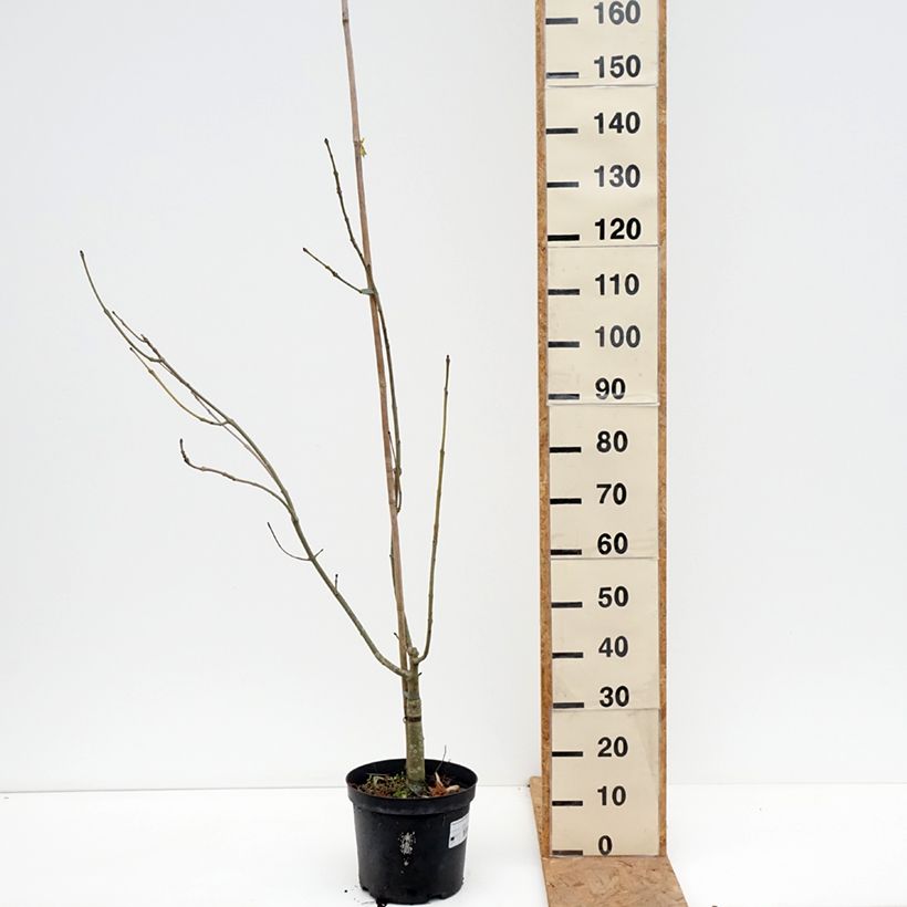 Exemplar von Gemeine Esche Argenteovariegata - Fraxinus excelsior Topf mit 7,5L/10L wie im Herbst geliefert