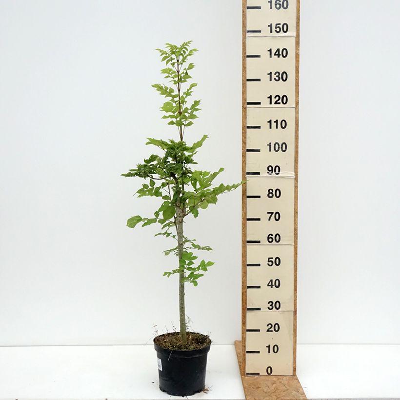 Exemplar von Gemeine Esche Abiona - Fraxinus excelsior Topf mit 7,5L/10L, Stamm wie im Sommer geliefert