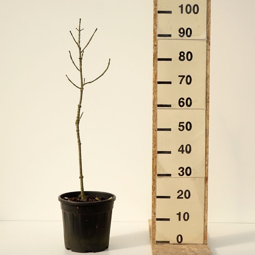 Exemplar von Gemeine Esche Abiona - Fraxinus excelsior Topf mit 7,5L/10L, Stamm wie im Winter geliefert