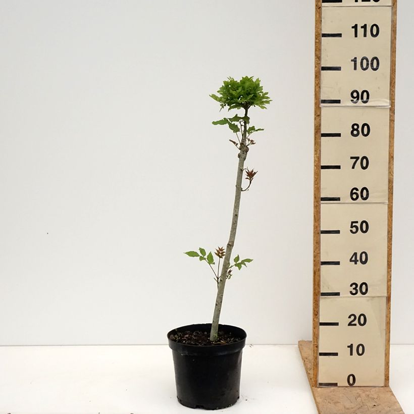 Example of Gemeine Esche Abiona - Fraxinus excelsior Topf mit 7,5L/10L, Stamm as you get in printemps