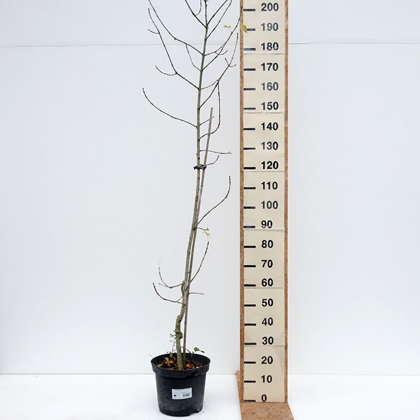 Exemplar von Schmalblättrige Esche Variegata - Fraxinus angustifolia Topf mit 7,5L/10L wie im Herbst geliefert