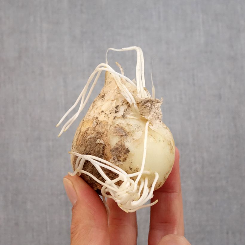 Exemplar von Kaiserkrone Orange Beauty - Fritillaria imperialis Zwiebel Kaliber/Größe 20+ wie im Herbst geliefert