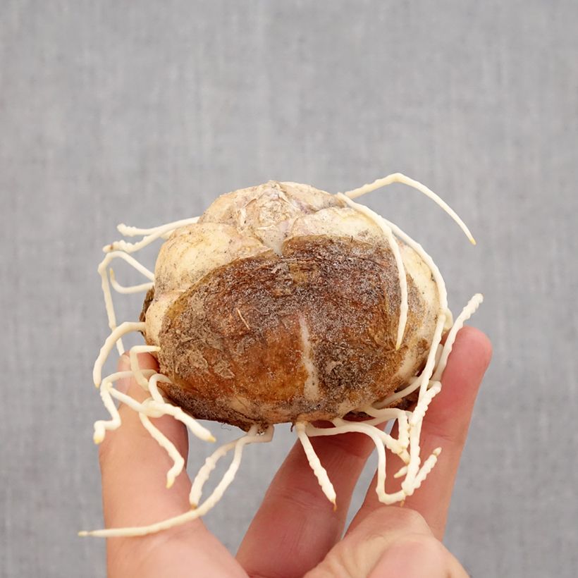 Exemplar von Kaiserkrone Rubra - Fritillaria imperialis Zwiebel Kaliber/Größe 24+ wie im Herbst geliefert