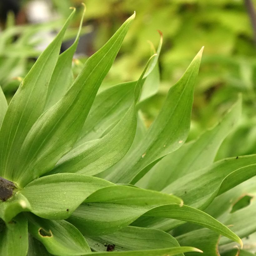 Kaiserkrone Rubra - Fritillaria imperialis (Laub)