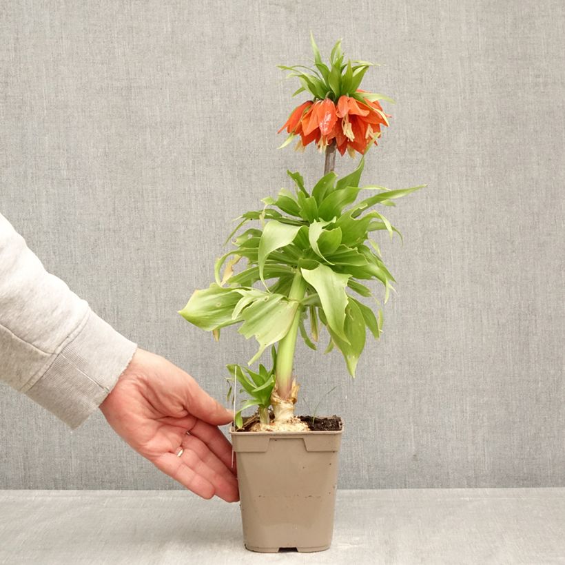 Exemplar von Kaiserkrone Rubra - Fritillaria imperialis Topf 12 cm / 13 cm Kaliber/Größe 24+ wie im Frühjahr geliefert