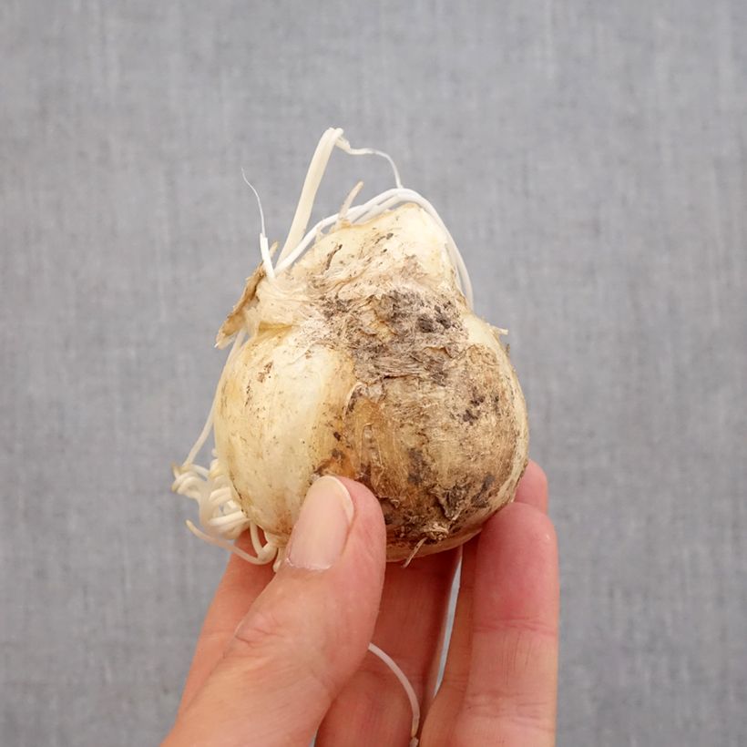 Exemplar von Kaiserkrone Sunset - Fritillaria imperialis Zwiebel Kaliber/Größe 20+ wie im Herbst geliefert