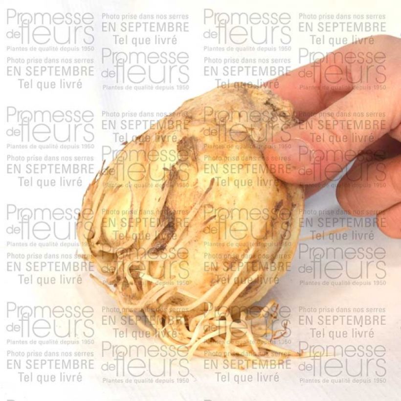 Beispiel eines Exemplars von Fritillaire persica Bicolor Magic Bells Bulbe calibre 18/20 wie geliefert