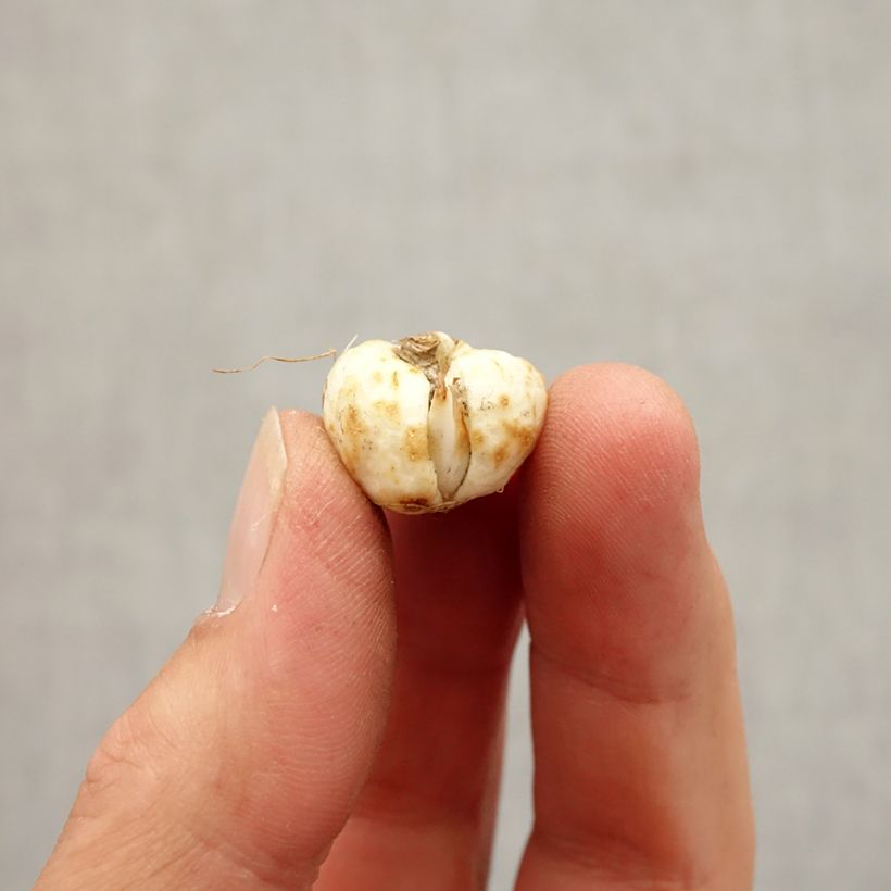 Exemplar von Fritillaria meleagris Alba - Schachblume Zwiebel size 5+ wie im Herbst geliefert