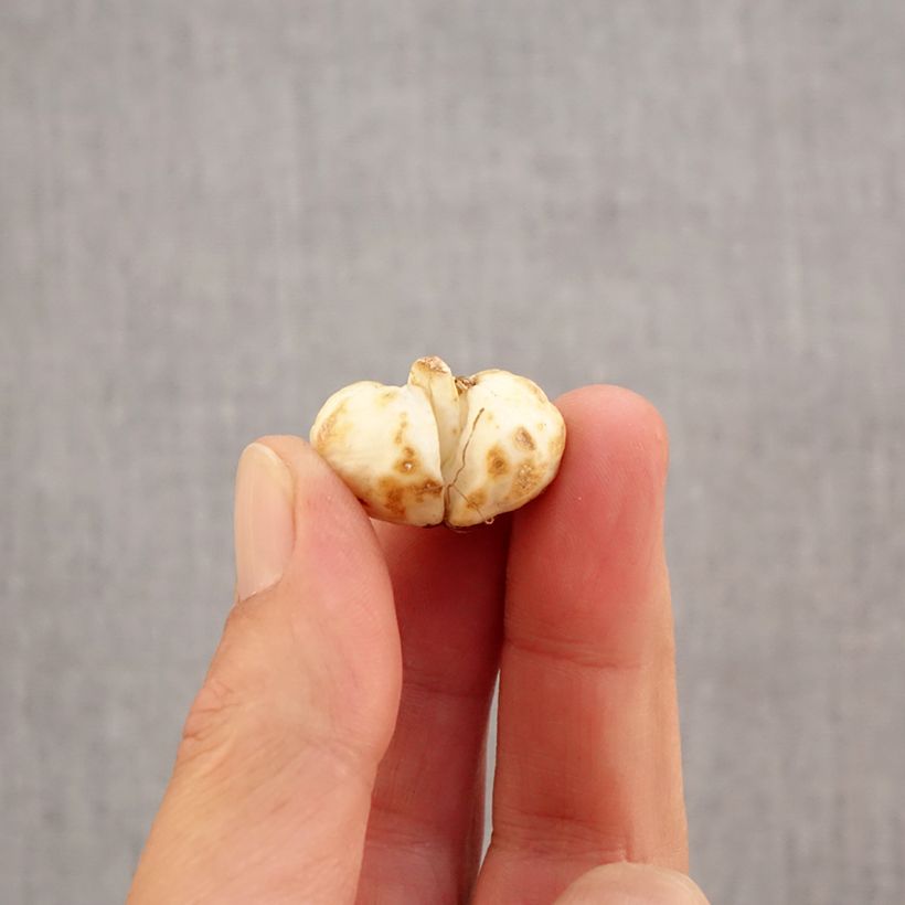 Exemplar von Fritillaria meleagris - Schachblume Zwiebel size 6+ wie im Herbst geliefert