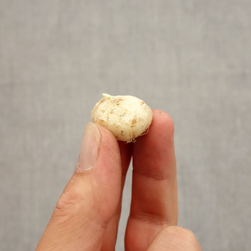 Exemplar von Fritillaria uva-vulpis - Fuchstrauben-Fritillarie Zwiebel size 7+ wie im Herbst geliefert