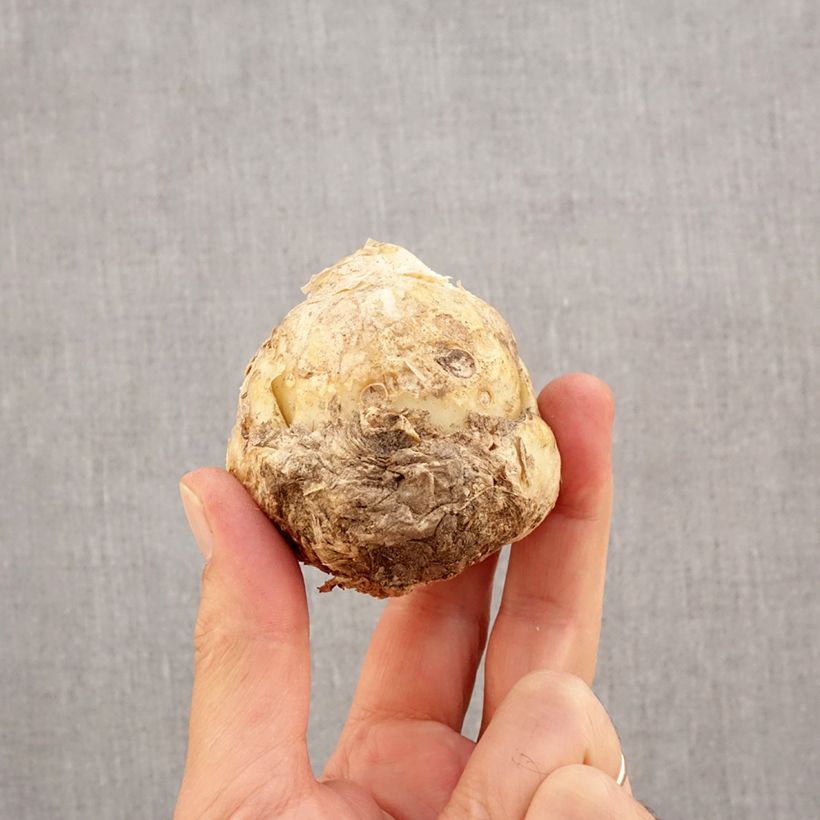 Exemplar von Persische Kaiserkrone Ivory Bells - Fritillaria persica Zwiebel Kaliber/Größe I wie im Herbst geliefert