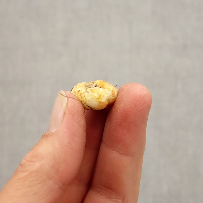 Exemplar von Fritillaria pontica Zwiebel Kaliber/Größe 5+ wie im Herbst geliefert