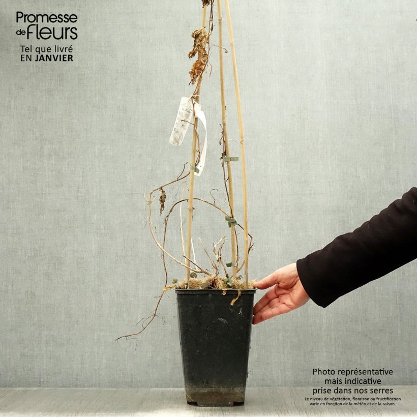 Exemplar von Fruit de la passion (Grenadille) - Passiflora edulis Pot de 3L/4L wie im Winter geliefert