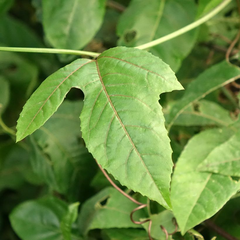 Passionsblume - Passiflora edulis f. flavicarpa (Foliage)