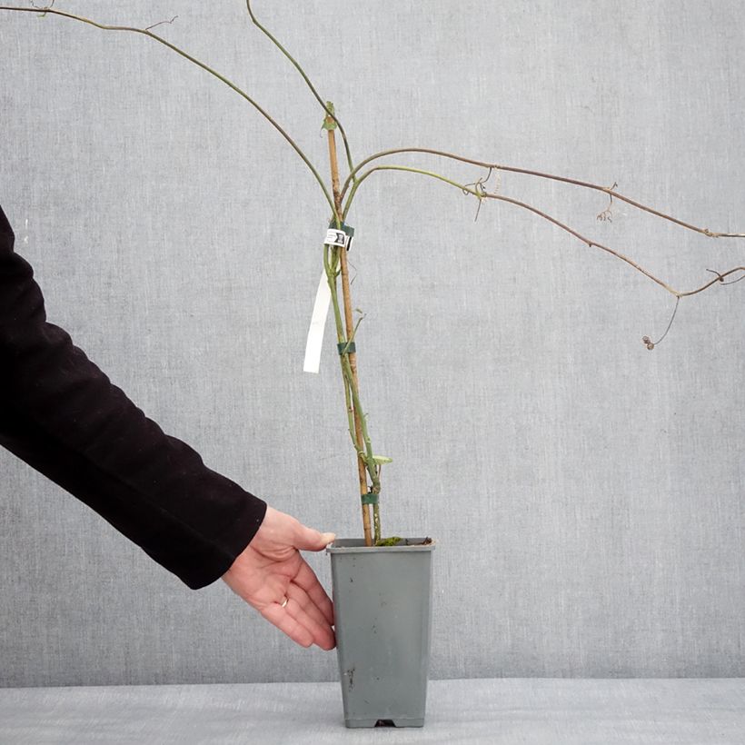 Example of Passionsblume - Passiflora edulis f. flavicarpa Topf mit 1,5L/2L as you get in hiver