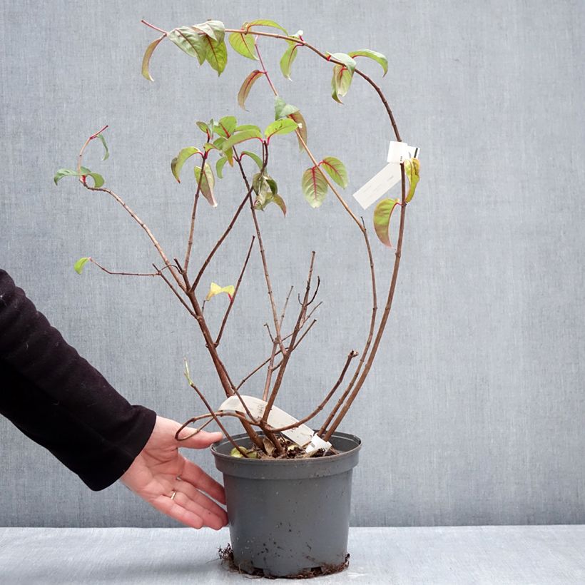 Exemplar von Fuchsia alpestris Grimpant Topf mit 3L/4L wie im Winter geliefert