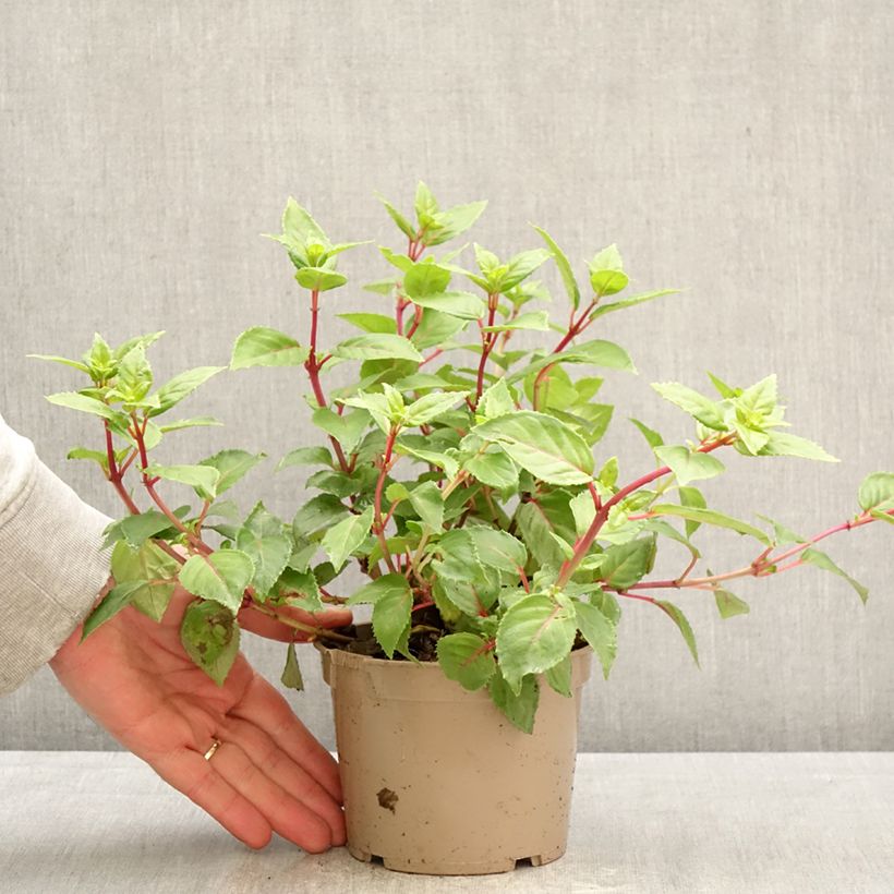 Exemplar von Fuchsia Annabel Topf 12 cm / 13 cm wie im Frühjahr geliefert
