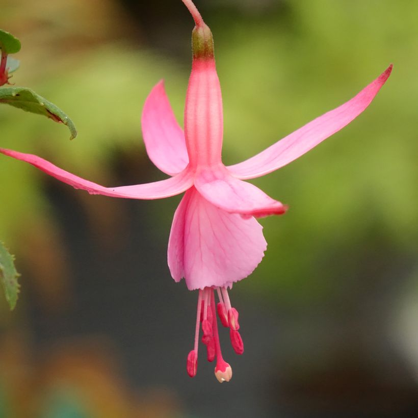 Fuchsia Beacon rosa (Blüte)