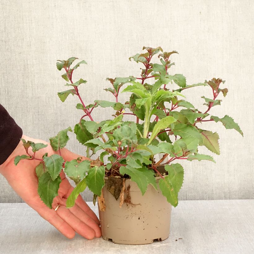 Exemplar von Fuchsia Beacon rosa Topf 12 cm / 13 cm wie im Frühjahr geliefert