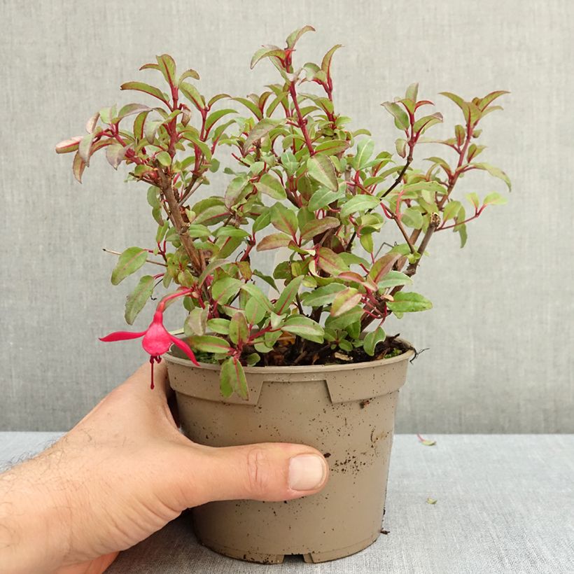 Exemplar von Fuchsia Bella Soila Pot de 12 cm / 13 cm wie im Herbst geliefert