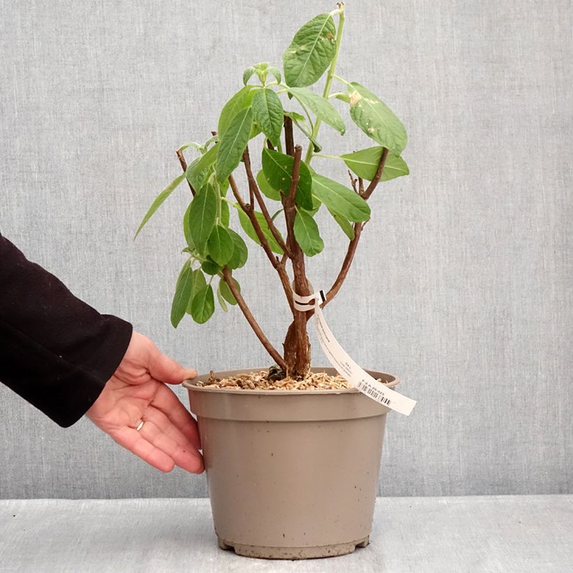 Example of Fuchsia boliviana Alba Topf mit 4L/5L as you get in hiver