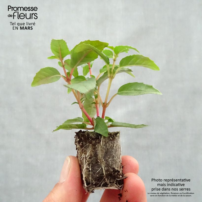 Exemplar von Fuchsia Paula Jane Mini-Plug Ø 3/4 cm wie im Frühjahr geliefert