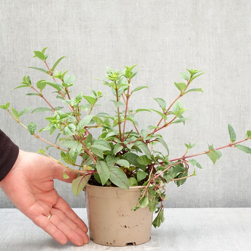 Exemplar von Fuchsia Paula Jane Topf 12 cm / 13 cm wie im Frühjahr geliefert