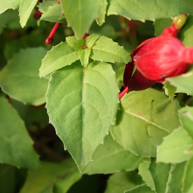 Fuchsia Chilli Red (Laub)