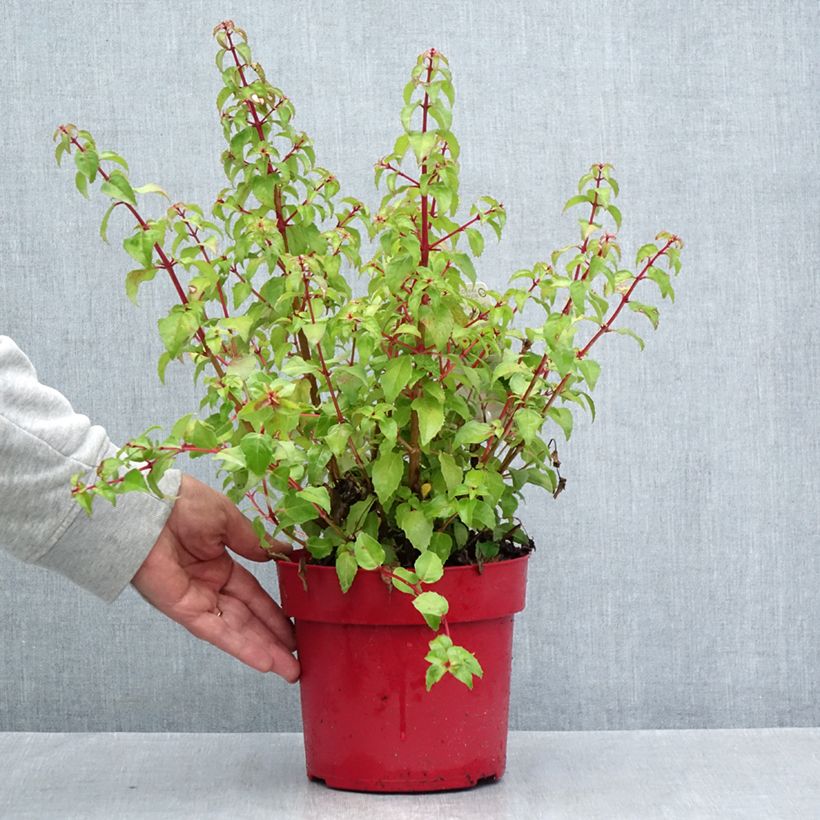 Exemplar von Fuchsia Chilli Red Topf mit 3L/4L wie im Sommer geliefert