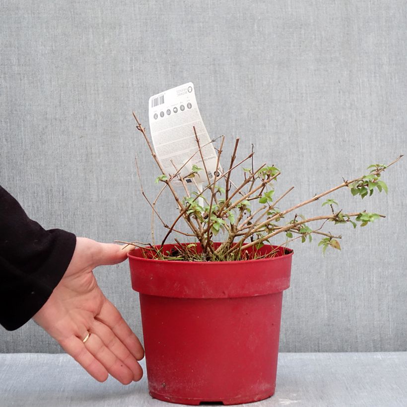 Exemplar von Fuchsia Chilli Red Topf mit 3L/4L wie im Winter geliefert