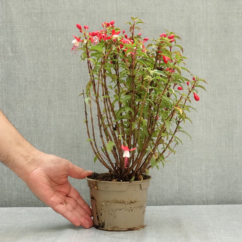 Exemplar von Fuchsia Ernie Pot de 12 cm / 13 cm wie im Sommer geliefert