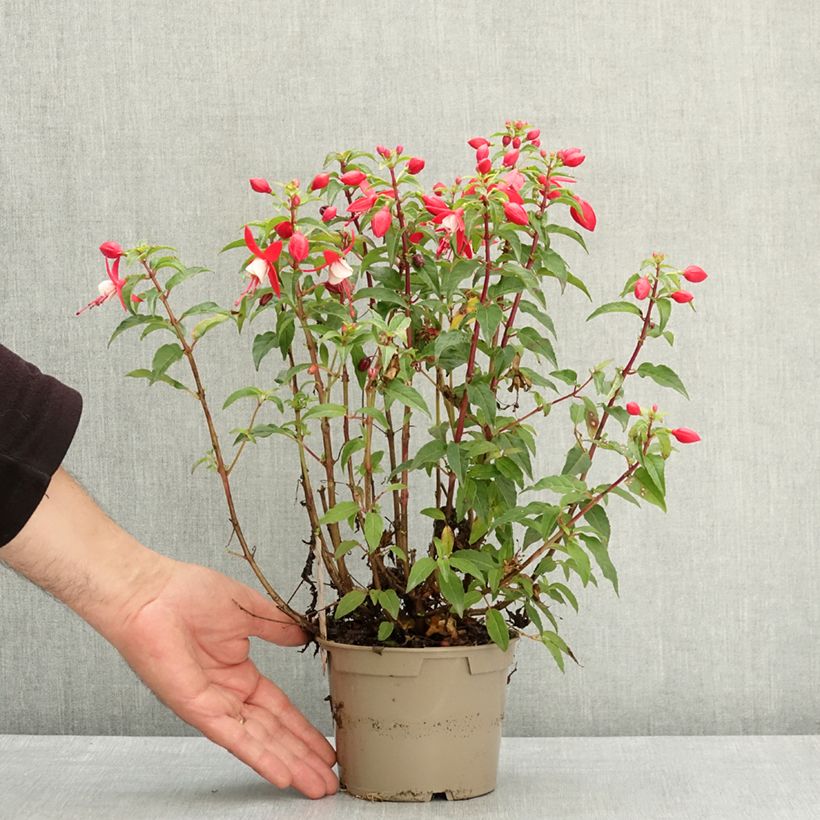 Exemplar von Fuchsia Ernie Topf 12 cm / 13 cm wie im Frühjahr geliefert