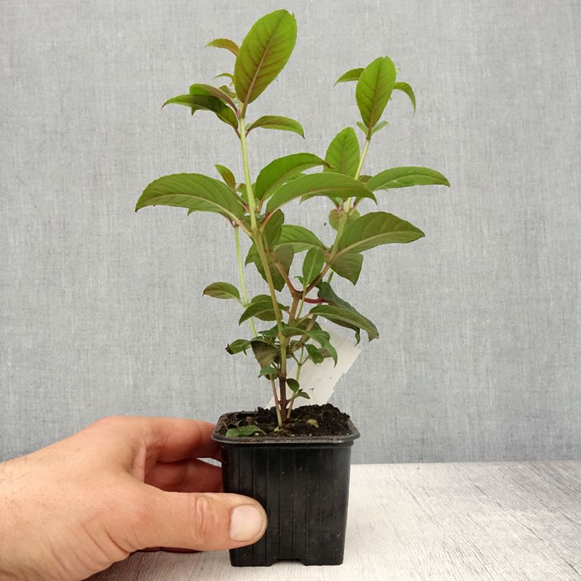 Example of Fuchsia Lady Boothby Kleine Töpfe von 8/9 cm as you get in printemps