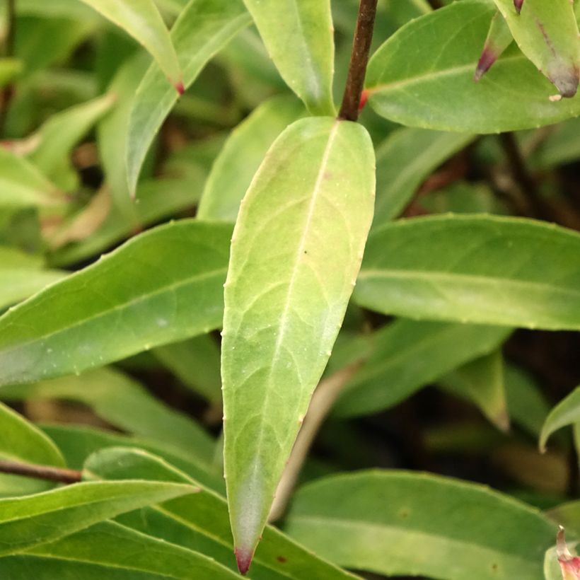 Fuchsia hatschbachii (Foliage)