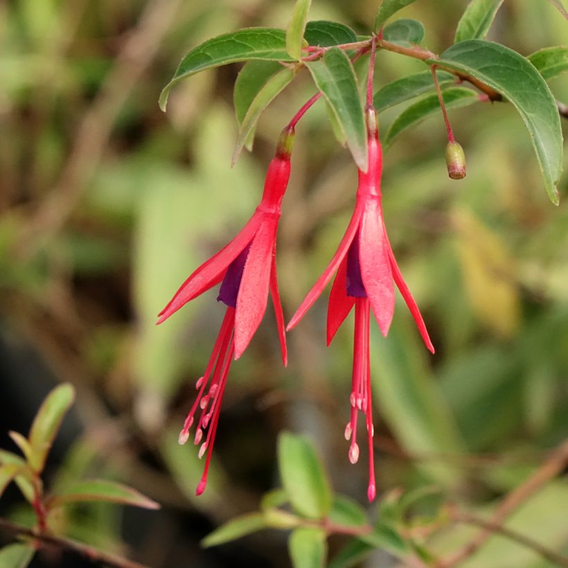 Fuchsia hatschbachii (Flowering)