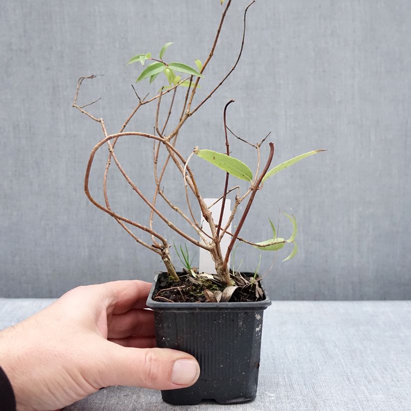 Example of Fuchsia hatschbachii Kleine Töpfe von 8/9 cm as you get in hiver