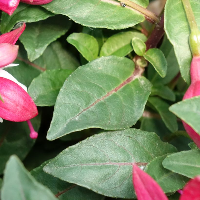 Fuchsia Jollies Madiran (Laub)
