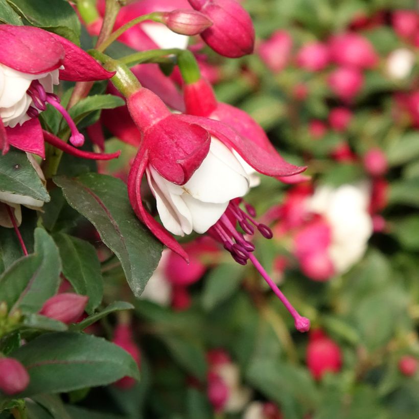 Fuchsia Jollies Madiran (Blüte)