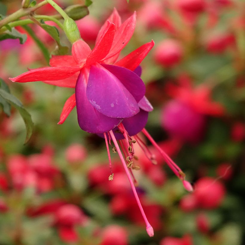 Fuchsia Jollies Nantes (Blüte)