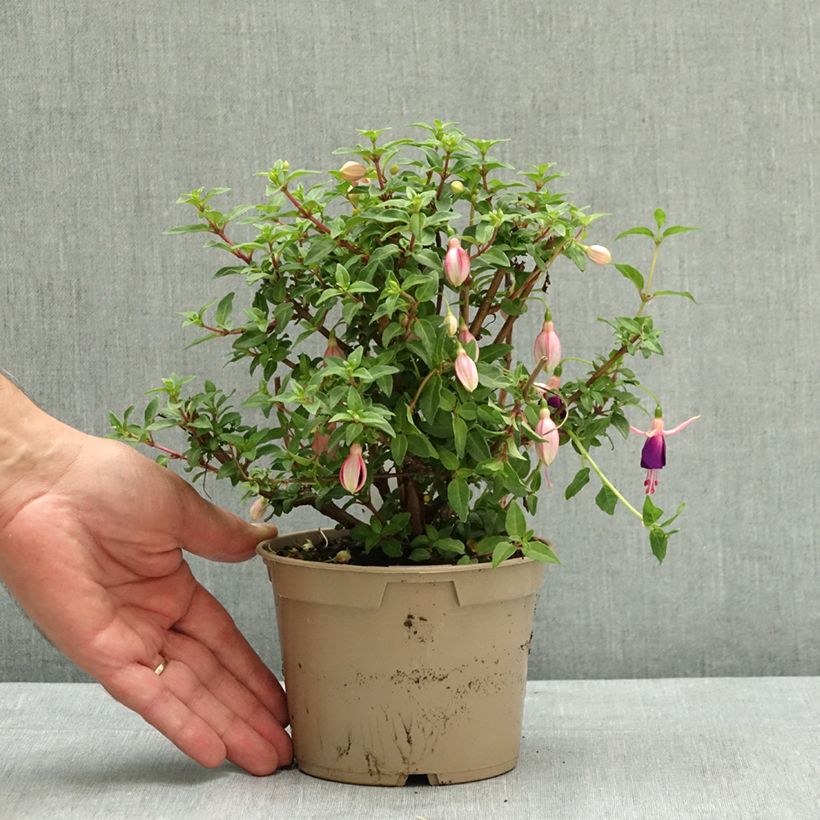 Exemplar von Fuchsia Lambada Pot de 12 cm / 13 cm wie im Sommer geliefert