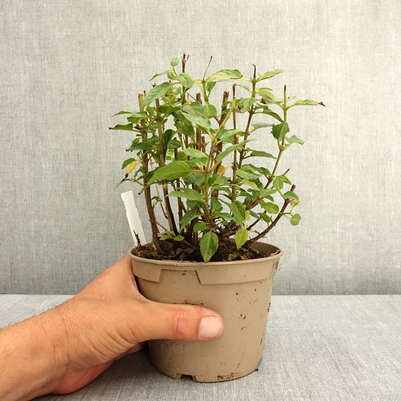 Exemplar von Fuchsia Lambada Topf 12 cm / 13 cm wie im Frühjahr geliefert