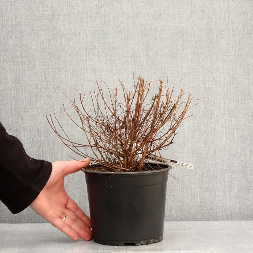 Exemplar von Fuchsia magellanica Arauco Pot de 1,5L/2L wie im Winter geliefert