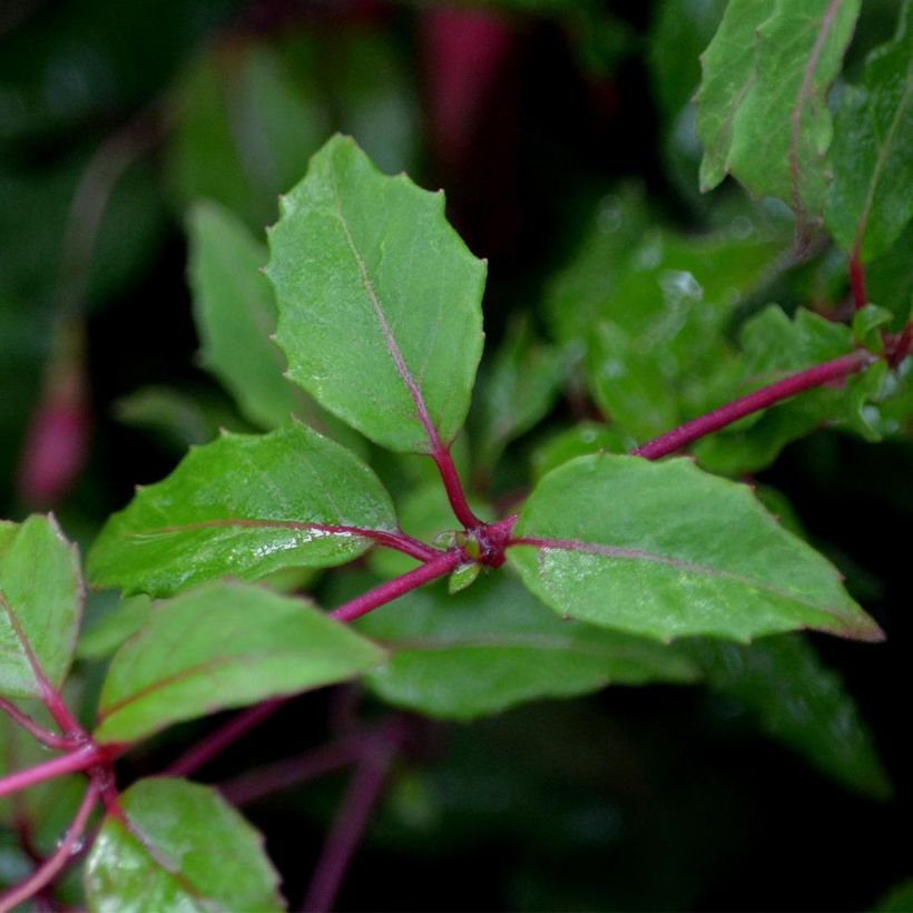 Fuchsia magellanica Riccartonii - Scharlach-Fuchsie (Foliage)