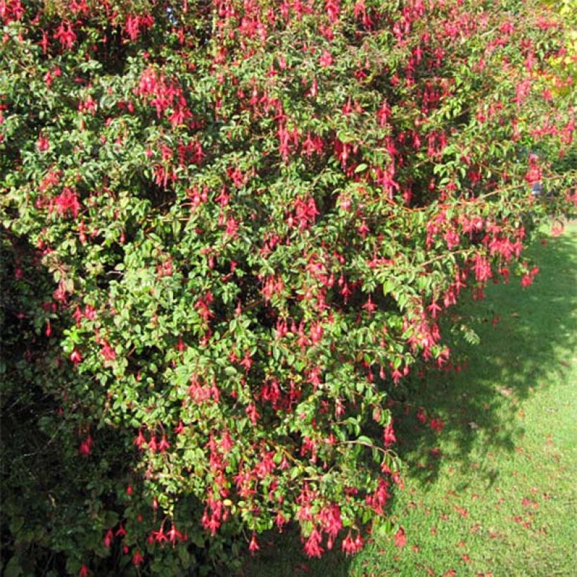 Fuchsia magellanica Riccartonii - Scharlach-Fuchsie (Plant habit)