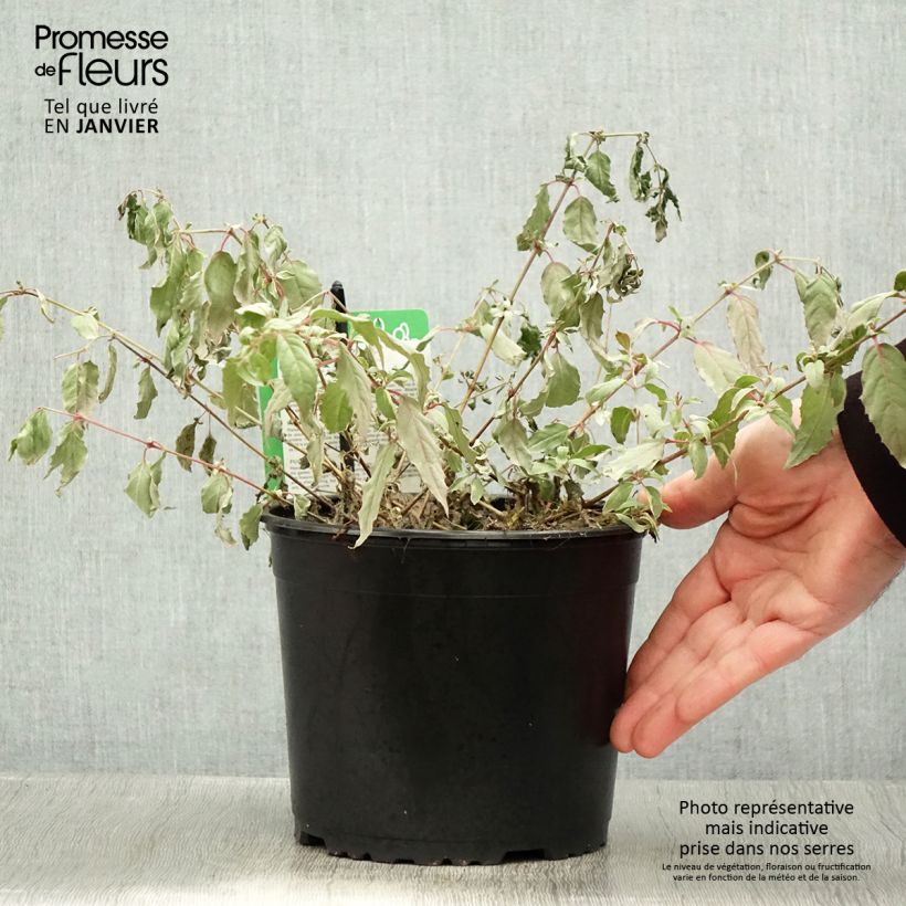 Exemplar von Fuchsia magellanica Tricolorii - Scharlach-Fuchsie Topf mit 2L/3L wie im Winter geliefert
